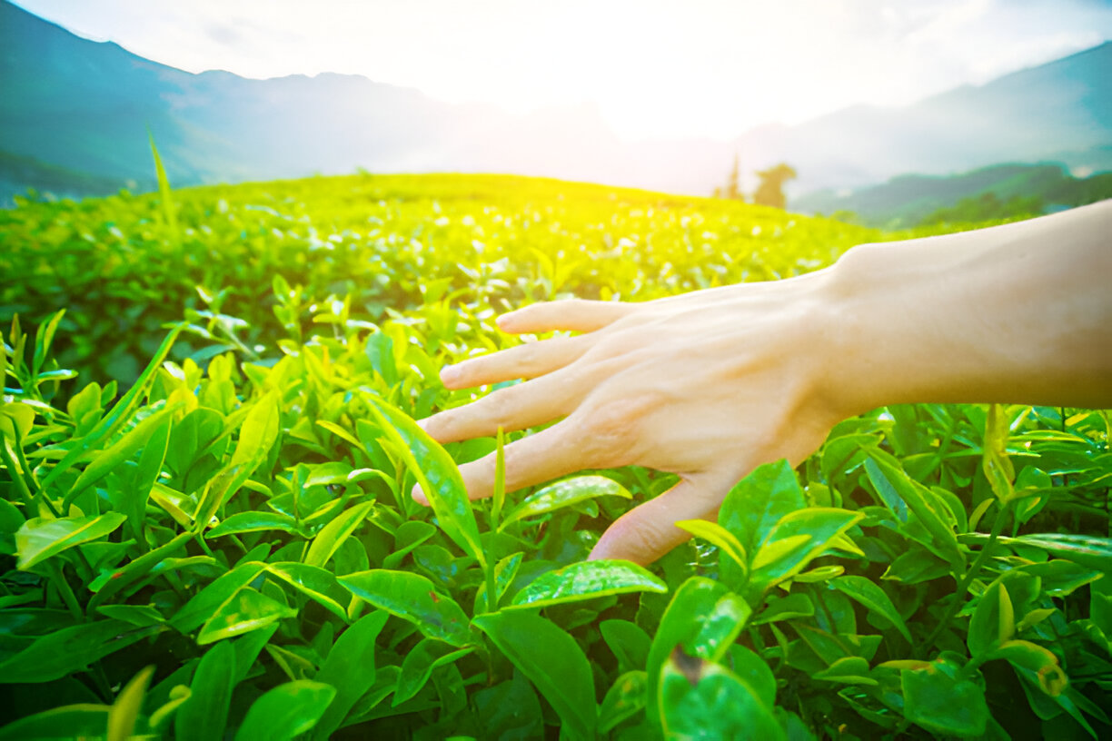 hands in nature